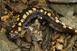 spotted-salamander_721_600x450
