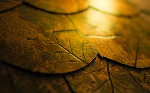 Golden leaves by Mauro Campanelli