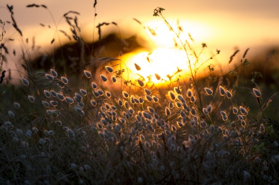 Warm grasses by dcsearle.t21