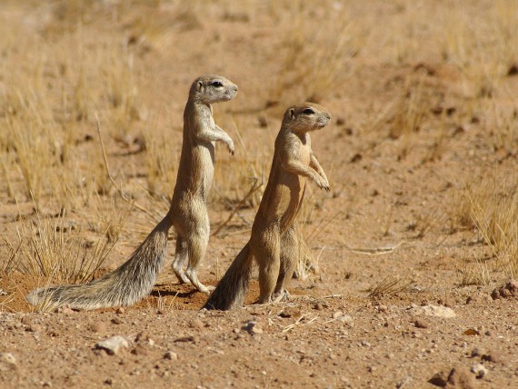 ubuntu-16-04-lts-to-be-called-xenial-xerus-495026-2